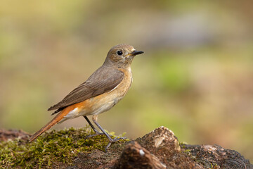 Pleszka (Phoenicurus phoenicurus)