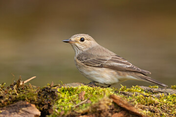 Muchołówka szara (Muscicapa striata)