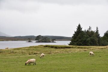 A sheep with thick wool and curved horns grazes on a rocky hillside, with another partly visible sheep nearby in a rugged, grassy landscape.