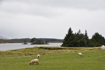 Obraz premium A sheep with thick wool and curved horns grazes on a rocky hillside, with another partly visible sheep nearby in a rugged, grassy landscape.