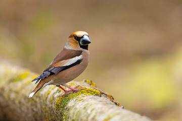 Grubodziób (Coccothraustes coccothraustes)
