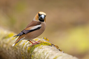 Grubodziób (Coccothraustes coccothraustes)