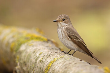 Muchołówka szara (Muscicapa striata)