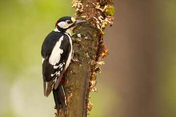 Dzięcioł duży (Dendrocopos major)