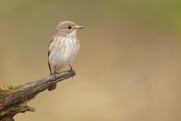 Muchołówka szara (Muscicapa striata)