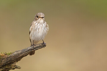 Muchołówka szara (Muscicapa striata)