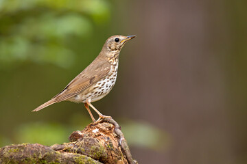 Śpiewak (Turdus philomelos)