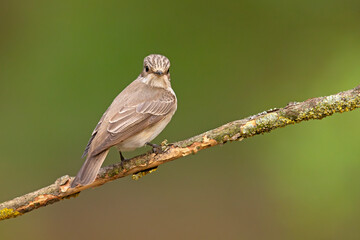 Muchołówka szara (Muscicapa striata)