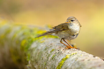 Piecuszek (Phylloscopus trochilus)
