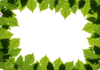 Leaf frame border isolated transparent background
