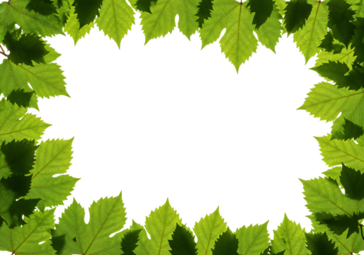Leaf frame border isolated transparent background