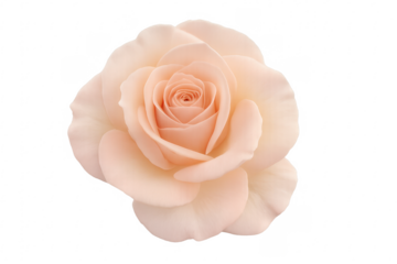 Delicate peach rose showing blooming petals on transparent background