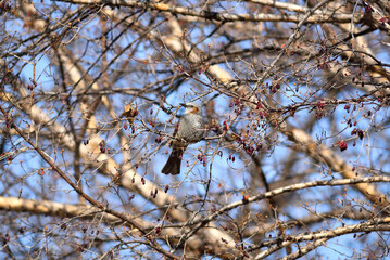 Bird Perched on a Berry Tree Branch