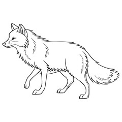 Arctic Fox