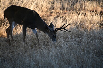 deer in the forest