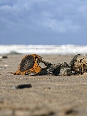 Angeschwemmte Sonnenblume am Nordseestrand