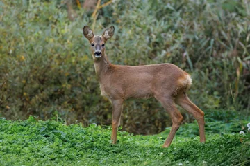 Fotobehang Ree A young male roe deer stands between clever grass and looks toward the camera lens against green bushes background on a cloudy autumn day.  © Mariia