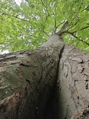 Buche mit geteiltem Stamm