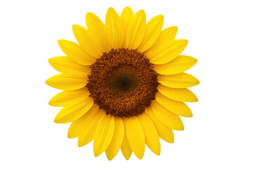 Fototapeta premium Sunflower bloom featuring bright yellow petals and a dark brown center