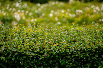 Well-maintained green hedge with soft blurred garden background illustrating landscape design,...