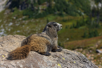 Marmot