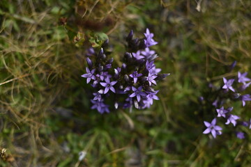 lavender flowers in the garden