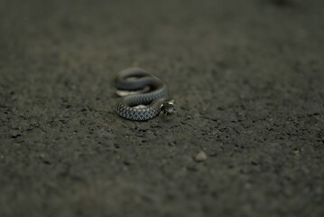 little curious grass snake Natrix natrix)