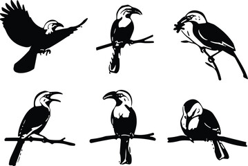 Hornbill bird vector illustration set, tropical wildlife, exotic bird poses, black and white silhouette, nature art, jungle animal design, isolated elements © Creative World