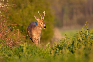 Roe Deer Buck Licking Its Nose on the Edge of a Field in Warm Evening Light