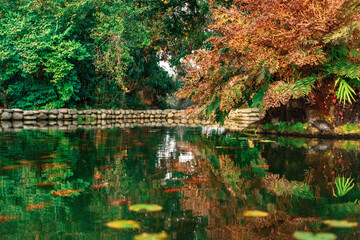 Pond with ornamental fish in the Batumi Botanical Garden