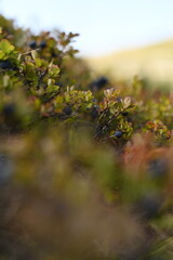 blueberry time in the mountains, 