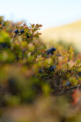 ready to eat blueberries from the bushes on the ground in autumn, with strong colorful branches and leaves
