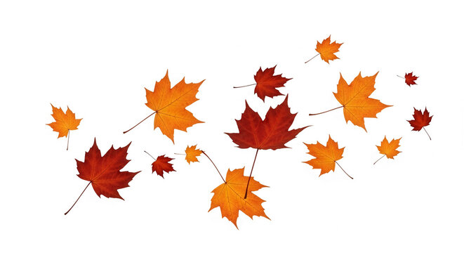 Orange and red maple leaves falling on white background, showcasing autumn season and nature's transition, ideal for seasonal designs or fall-themed projects