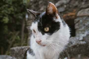Close-up portrait of black and white cat with yellow eyes, rustic background and natural light
