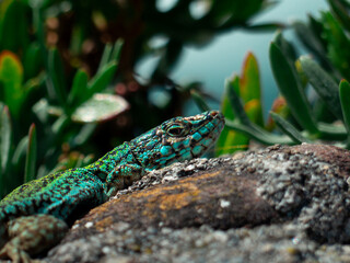 Schreiber’s green lizard resting on rock, Lacerta schreiberi, Iberian wildlife photography in Spain