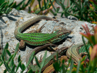 Schreiber’s green lizard resting on rock, Lacerta schreiberi, Iberian wildlife photography in Spain