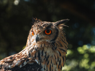 Eurasian eagle-owl close-up portrait, Bubo bubo, bird of prey with orange eyes in natural light