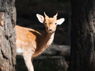 Young fallow deer in forest light, Dama dama, wildlife photography at Lacuniacha Wildlife Park, Spain