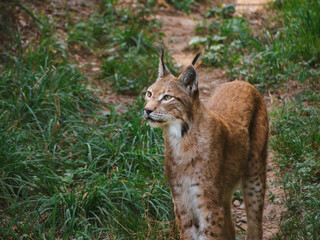 Eurasian lynx walking through forest path, Lynx lynx, wildlife photography at Lacuniacha Park, Spain