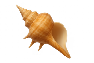 Seashell conch shell spiral natural marine object
