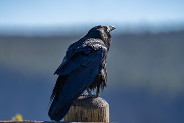 The common raven or northern raven (Corvus corax) is a large all-black passerine bird. Grand View, Grand Canyon of the Yellowstone North Rim Drive. Yellowstone National Park , Wyoming. 