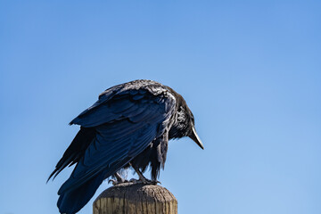The common raven or northern raven (Corvus corax) is a large all-black passerine bird. Grand View, Grand Canyon of the Yellowstone North Rim Drive. Yellowstone National Park , Wyoming. 