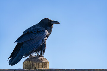The common raven or northern raven (Corvus corax) is a large all-black passerine bird. Grand View, Grand Canyon of the Yellowstone North Rim Drive. Yellowstone National Park , Wyoming. 
