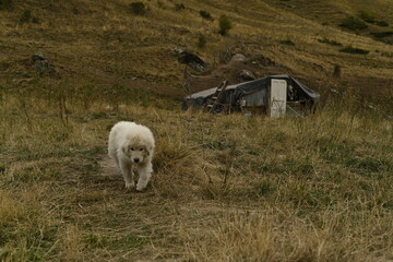 sheperd baby dog in the mountains