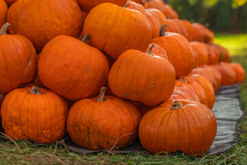 Stack of orange pumpkins at a pumpkin patch, harvest-ready Cucurbita pepo on grass and burlap, close-up autumn farm shot with natural light, shallow depth of field and bokeh