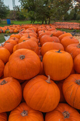 Vertical close-up view of multiple orange pumpkins (Cucurbita pepo) arranged in rows on a farm field, autumn harvest season, outdoor natural light photography with selective focus and texture detail