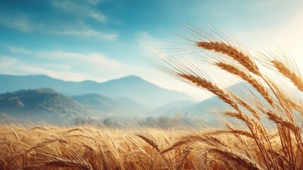Golden wheat field under bright blue sky with mountains in background