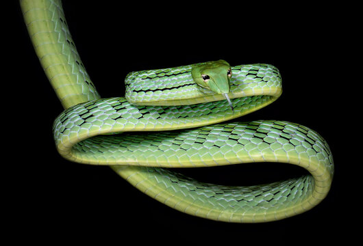 Close-up of an Oriental Whip snake (Ahaetulla prasina) coiled and hanging from a house, Koh Tao, Surat Thani Province, Thailand