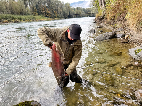Mature man lifting large king salmon to remove hook and release back into Skagit river while fishing in Autumn season - Powered by Adobe