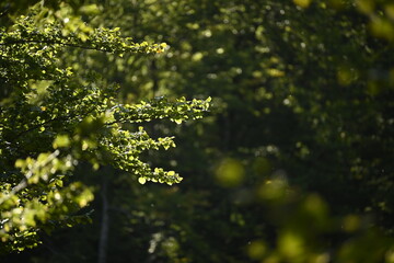green leaves in the forest, with some shadow and bright colors in early spring